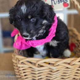 Girl 1 - Black tri-color female Aussiedoodle puppy in Junction, Utah from Sugar Doodles