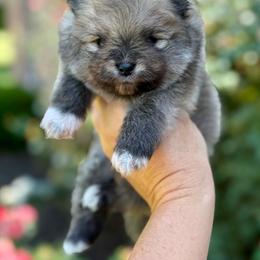 ABEL - Orange male Pomeranian puppy in Willis, Texas from Treasured Jewels Pomeranians