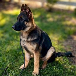 APOLLO - Green Collar Male - Black and red male German Shepherd puppy in Paso Robles, California from Central Coast German Shepherds