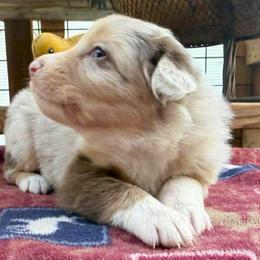 Wrangler - Red merle male Australian Shepherd puppy in Boise, Idaho from Black Canyon Corral Aussies