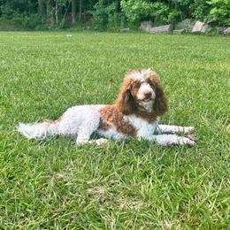 Minnie - Poodle