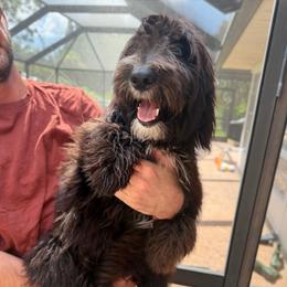 Princess - Black female Whoodle puppy in Sebastian, Florida from Perri’s Whoodles