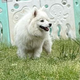 Lovely Lexi - White female American Eskimo Dog puppy in Squaw Valley, California from Bear Mountain