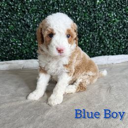 Boy 2 - Red male Bernedoodle puppy in Modesto, California from Two Doods Doodles