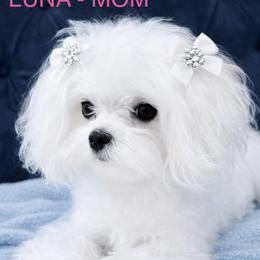 Luna - Maltese