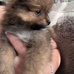 Pomeranian puppies from Buffalo Pomeranians 716