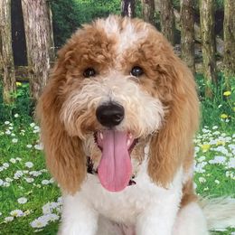 Faith - Goldendoodle