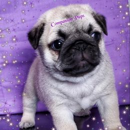 Pug Puppies from Companion Pups