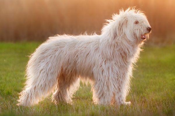 Find South Russian Ovcharka puppies for sale