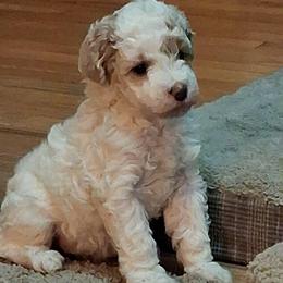 Nora - Parti female Goldendoodle puppy in Haddam, Kansas from Golden B Acres