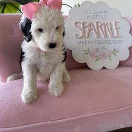 The Snuggle Bug- Pink collar - Black and white female Sheepadoodle puppy in Camden, North Carolina from Luv My Doodle