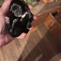 Chihuahua Puppies from Anastasia’s Tiny Pupps