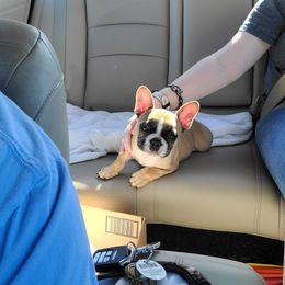 French Bulldog Puppies from Queens of the South