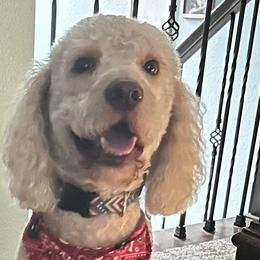 Ollie - Labradoodle