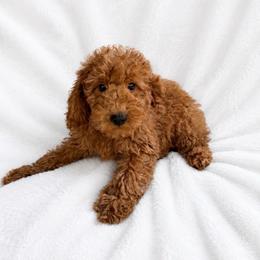 Jax - Red  male Goldendoodle puppy in Warrensburg, Missouri from Supreme Doodles