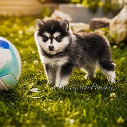 Jasmine - Black and white female Pomsky puppy in Wausau, Wisconsin from Arctic Star Pomskies