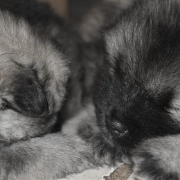 Keeshond Puppies from StarStruck Keeshonden