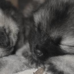 Keeshond Puppies from StarStruck Keeshonden