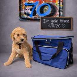 Vaughn - Apricot male Goldendoodle puppy in Houston, Texas from Were The Mack'Doodles