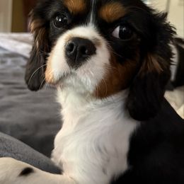 Cavalier King Charles Spaniel puppies from CreekSong Farm Companions