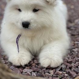Labrador Retriever and Samoyed Puppies from Carefree Samoyeds & Deserthills Labradors