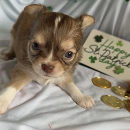 Hershey - Chocolate and white female Chihuahua puppy in Austin, Indiana from Dog Bones N Harmony