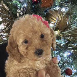 Lili - Apricot female Goldendoodle puppy in Mint Hill, North Carolina from DoodleForever