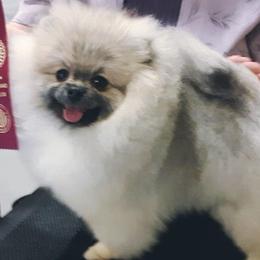 Pomeranians from Dingman’s Lone Wolf Poms