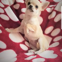 Chihuahua Puppies from Lucky Star Chihuahuas