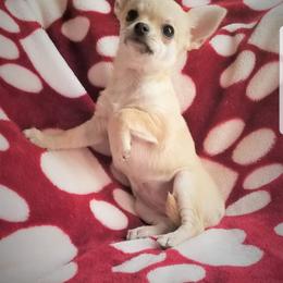 Chihuahua Puppies from Lucky Star Chihuahuas