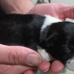 Trix - Parti female Miniature Schnauzer puppy in Allison, Iowa from Firefly Stables