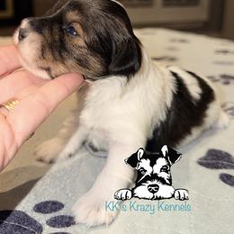 Pepper parti - Parti female Miniature Schnauzer puppy in Kaufman, Texas from KK’s Krazy Kennels