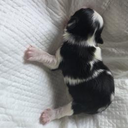Japanese Chin Puppies from Chincredible Puppies