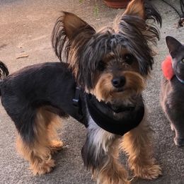 Puppy - Yorkshire Terrier