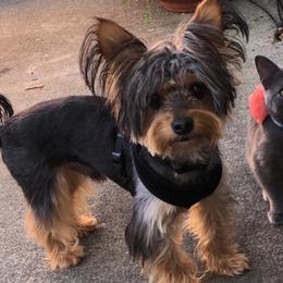 Puppy - Yorkshire Terrier