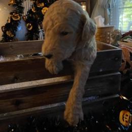 Goldendoodle Puppies from Da Ruba Doodles