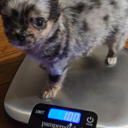 Teddy - Merle male Chihuahua puppy in Amity, Pennsylvania from Baxters Chihuahuas