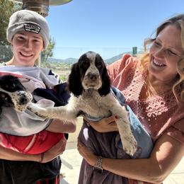 English Springer Spaniel Puppies from Silly Springers