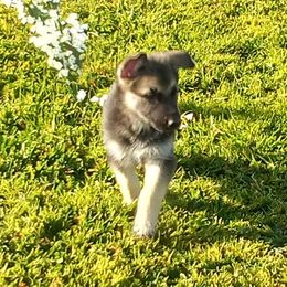 German Shepherd Puppies from Ruby's German Shepherds