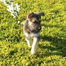 German Shepherd Puppies from Ruby's German Shepherds