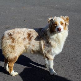 Winnie - Australian Shepherd