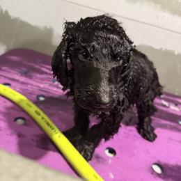 Poodle Puppies from Risa Poodles