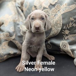 Denetta - Silver gray female Weimaraner puppy in Evart, Michigan from Drehbar Weimaraners
