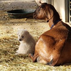 Maremma Sheepdog Puppies from Unfinished Acres
