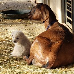 Maremma Sheepdog Puppies from Unfinished Acres