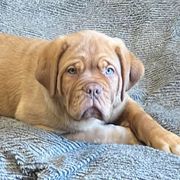 Dogues de Bordeaux from Le Chien Rouge