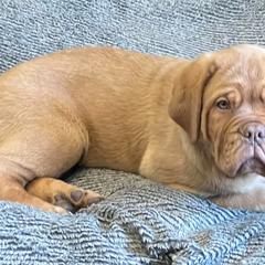 Dogues de Bordeaux from Le Chien Rouge