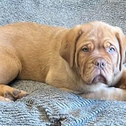 Dogues de Bordeaux from Le Chien Rouge