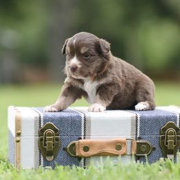 Glory - Red tri female Miniature Australian Shepherd puppy in White Oak, Texas from Triple Lake Ranch Miniature Australian Shepherds