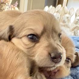 Axel - Cream male Dachshund puppy in Visalia, California from DachGraston Dachshunds